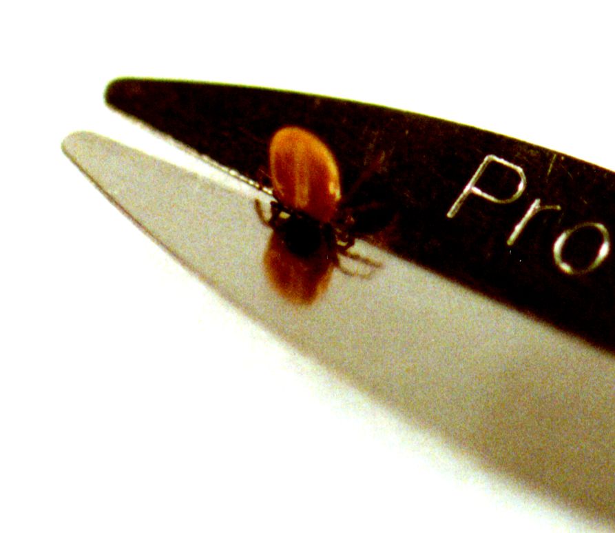 protickwithtick2